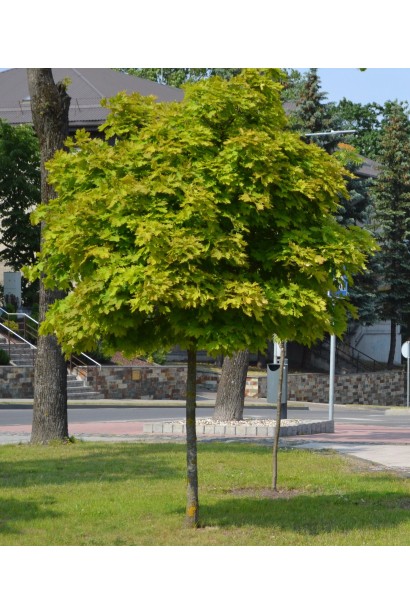 Acer platanoides Golden Globe